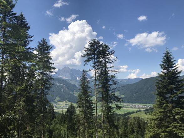 Der Weg führt auch immer wieder durch Waldgebiet