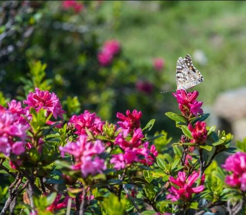 Almrosen blühen herrlich auf dem Weg von der Geigenscharte zum Steinkogel