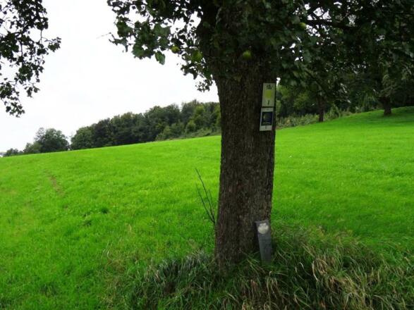 mitten durch die Wiese