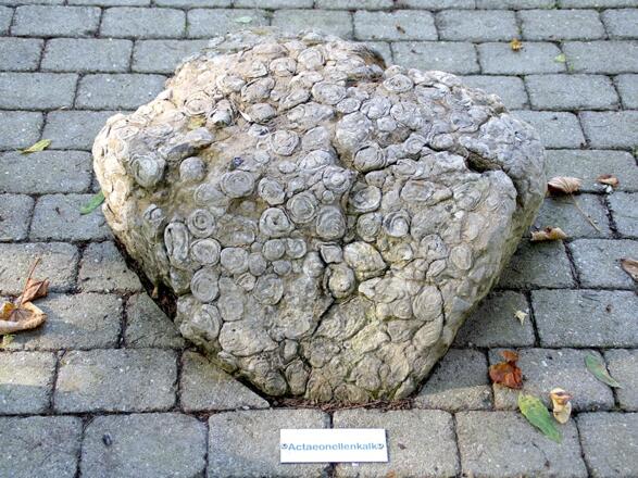 Actaeonellen - steinerne Zeugen aus dem Urmeer