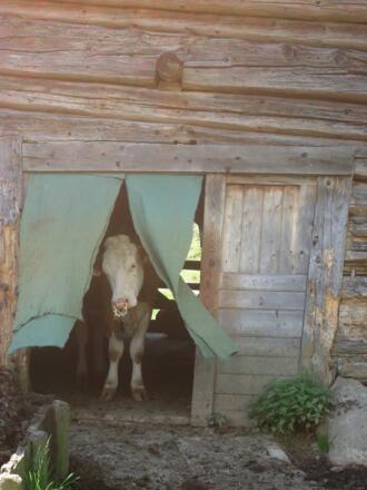 Wer kommt denn da daher?