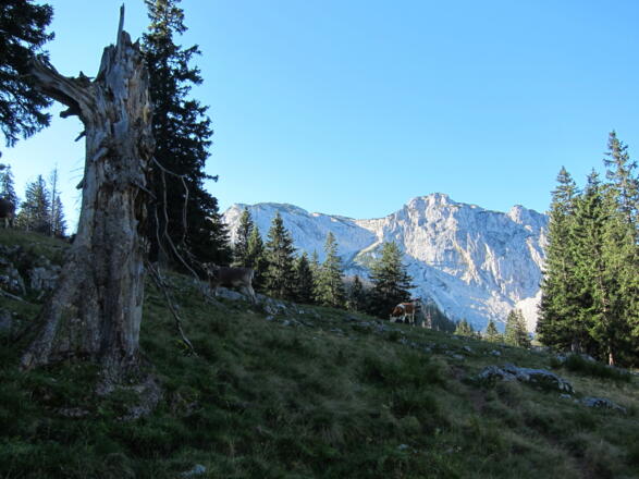 Feichtaualm mit Sengsengebirge