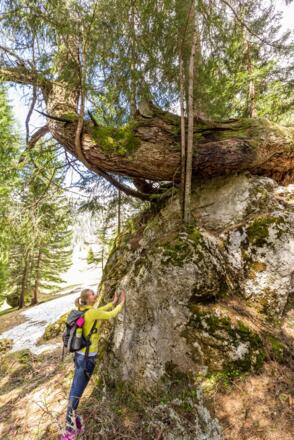 Kraftplatz der Lärchenstein