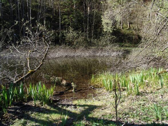 Tannguter Lacke im Veichltal