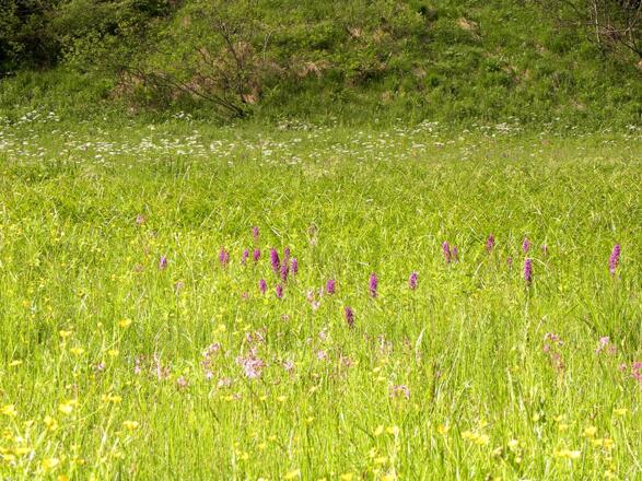 Im Frühjahr blühen seltene Orchideen im Veichltal = streng geschützt!