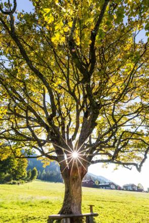 Ahornbaum beim Bögrainhof