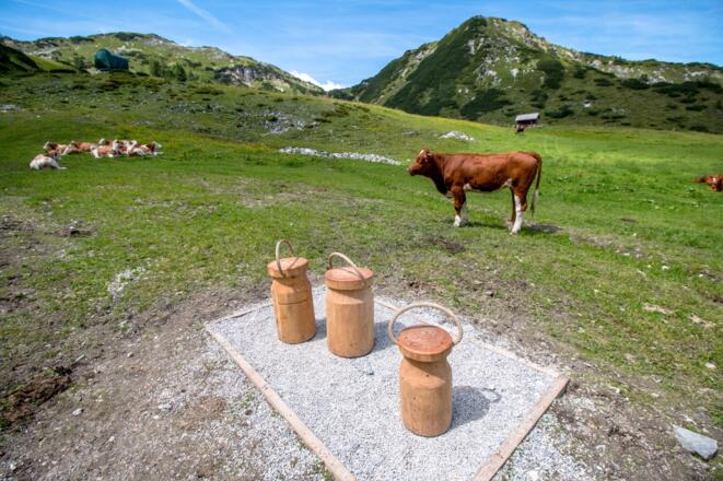 Die Station des &quot;Milchkannenstemmens&quot; wird von den Kühen aufmerksam beobachtet.