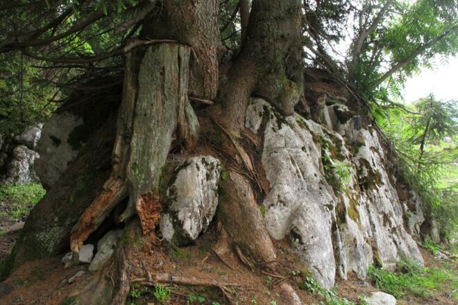 Platz 4: Der Lärchenstein