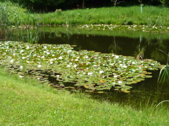 Seerosen kurz vor der Kiche von St. Koloman