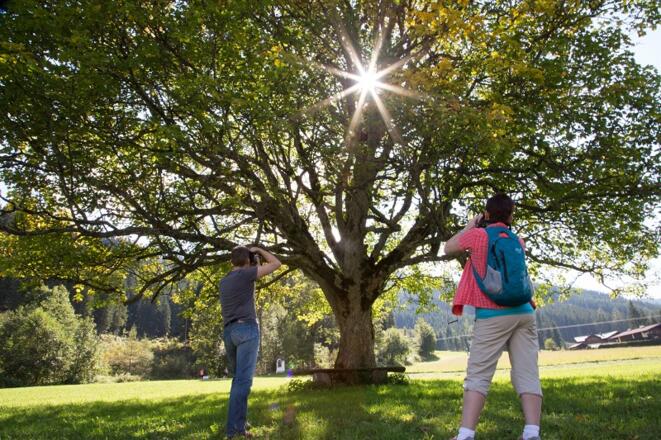 Ahornbaum beim Bögrainhof
