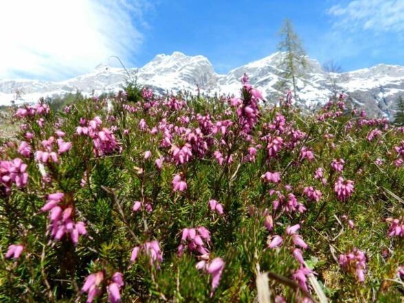 Blühendes Blühnbachtal