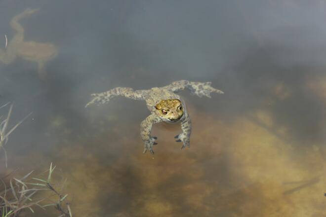 Zur Laichzeit im Frühling tummeln sich hier viele Kröten im Wasser.