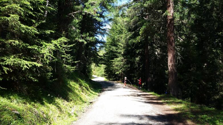Das Waldstück bevor man die nächste Piste quert