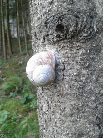 Schnecke