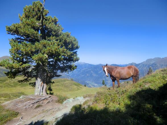 Pferdeherde vor der Schlossalm