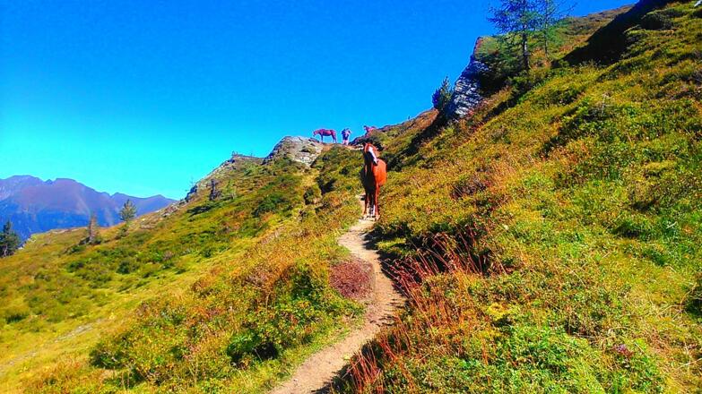 Pferdeherde entlang des Weges