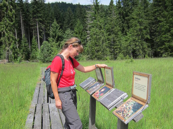 Holzsteg führt durch das Ebenforster Moor © Nationalpark Kalkalpen