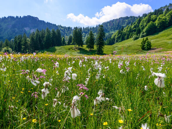 Almwiese mit Wollgras auf der Ebenforstalm © ÖBF Nationalparkbetrieb Kalkalpen_Simlinger