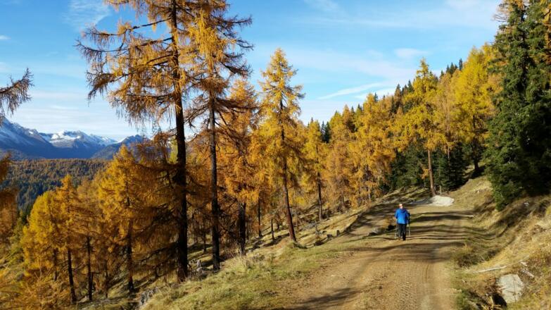 Abstieg am Forstweg zur Dorferalm