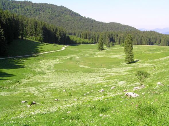 Am Ebenforst © Mayrhofer