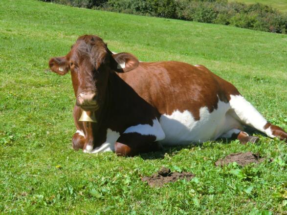 glückliche Rinder auf der Alm