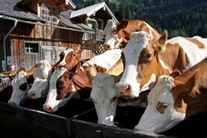Kühe auf der Gnadenalm