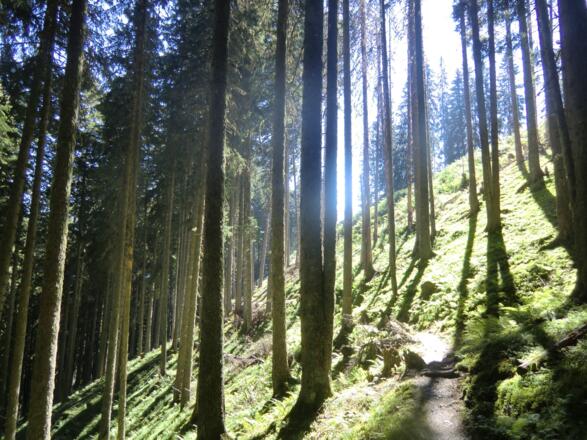 Schattige Waldwege spenden Abkühlung an heißen Sommertagen