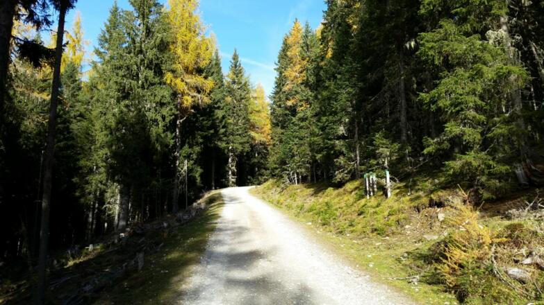 Im Wald Richtung Seefeld