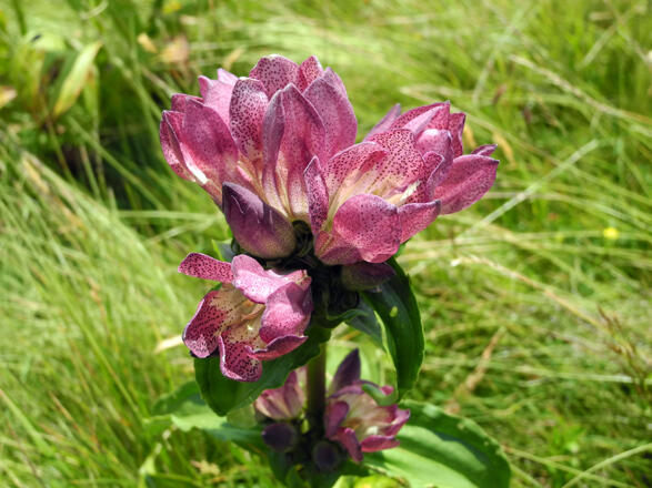 Ostalpen-Enzian © Nationalpark Kalkalpen