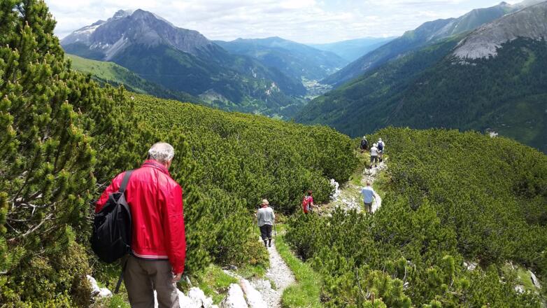 durch ein Latschenfeld