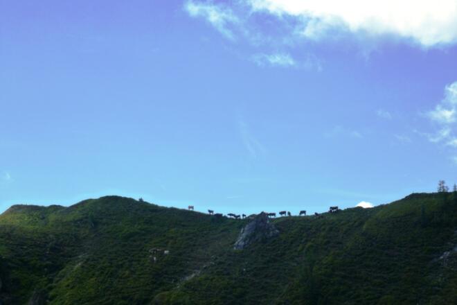 Kühe am gegenüberliegenden Hang