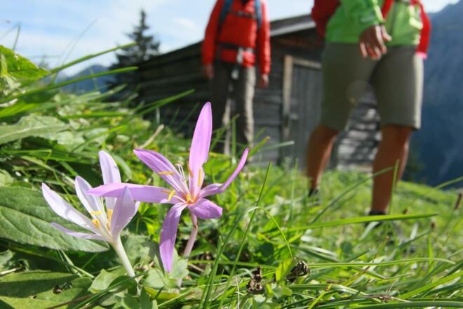 Herbstzeitlose auf den vielen Bergwiesen