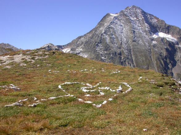 Habicht im Hintergrund