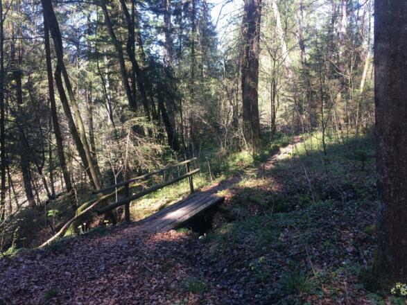 Waldweg zum Wasserfall