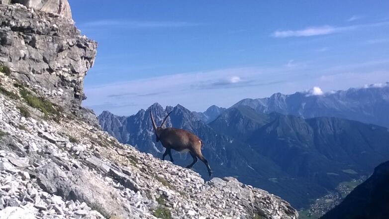 Steinbock auf der Kirchdachspitze