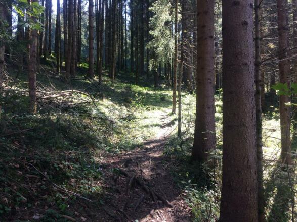 Schöner Weg durch den Wald