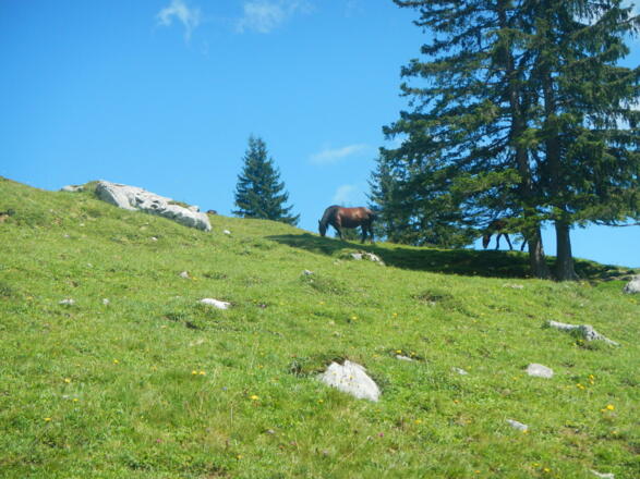 Almweide mit grasendem Pferd