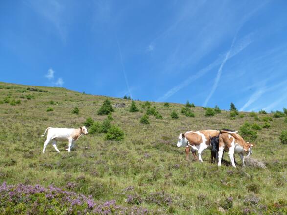 Almwiesen an der Südflanke der Sausteige