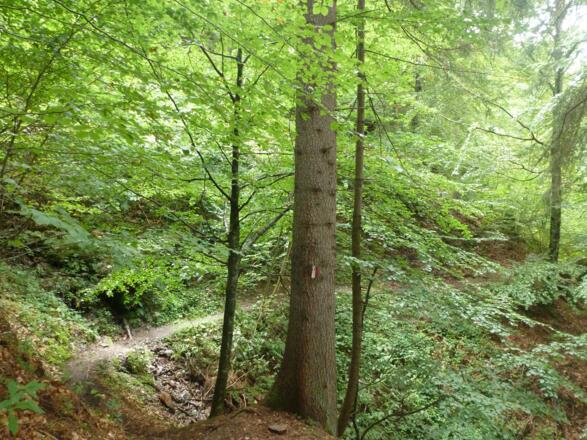 ...der durch einen wunderschönen Bergmischwald zum...
