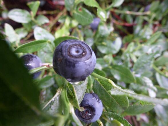 Blaubeeren bei der Wankrautalm