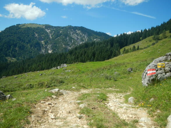 Wanderweg über Almweide mit SalzAlpenTour Wegkennzeichen