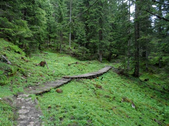 Auf Holzstegen durch den Wald