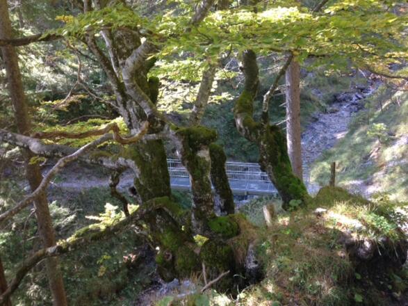 Steg über den Hochstattbach 