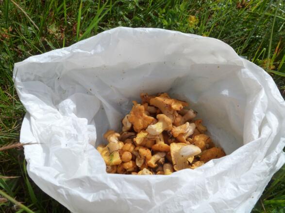 Wer sich die Zeit nimmt, hat die Grundlage für ein solides Abendmahl schnell gesammelt - Die Ausbeute von ca. 10 Minuten