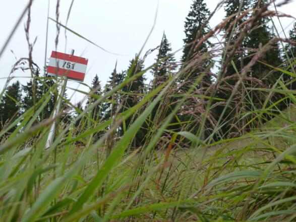 Am Weg kurz nach dem Atzingberg - Ein Sprichwort besagt es gebe kein schlechtes Wetter, sondern nur schlechte Kleidung....