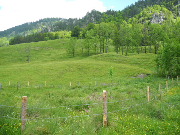 Saftige Almwiese am Hengstpaß