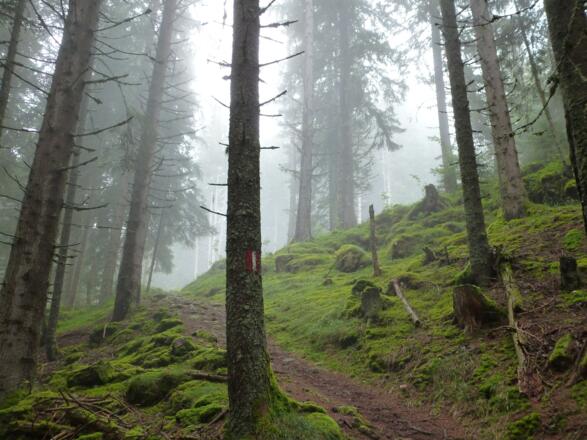 Im Wald kurz vor der Gnadenstättalmhütte - Noch ist es etwas Nebelverhangen