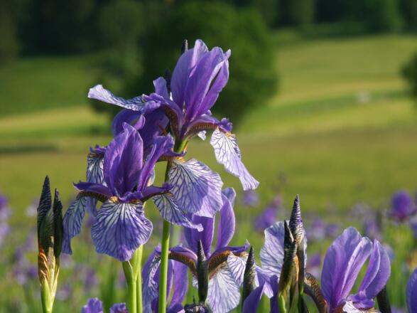 Sibirische Schwertlilie