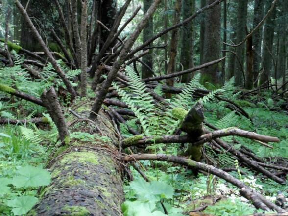 Durch den Urzeitwald