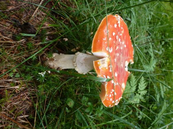 Natürlich sind nicht alle Schwammerl ohne weiteres Essbar - aber immerhin schön anzuschauen